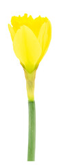 Welcome to spring, classic fresh cut yellow daffodil stem with flower isolated