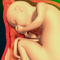 female uterus stomach born baby anatomy system. 3d illustration