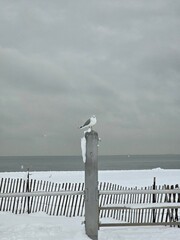 seagulls on a fence in snow