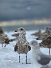 seagulls on the beach in the snow