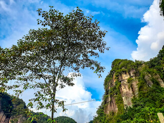 A tree with a small trunk in the background of the Harau Valley in Limapuluh Kota Regency