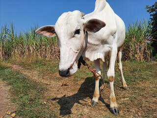 closeup of headshot of khillari breed calf standing near sugarcane field