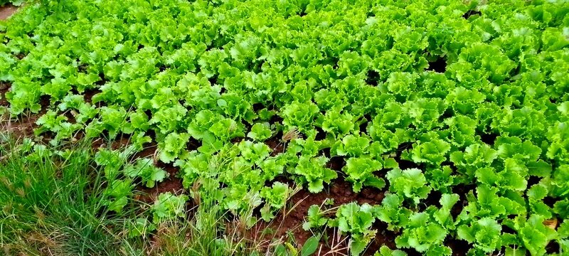Lettuce crop growing in a farm 