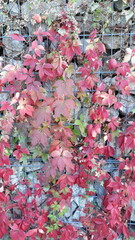 a bunch of red leaves of Virginia creeper on a wire fence