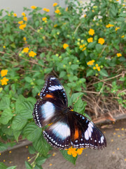 Beautiful Batterfly Black White Yellow Color in The School Garden
