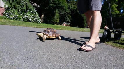 low angle shot of turtle walking on paved street next to person