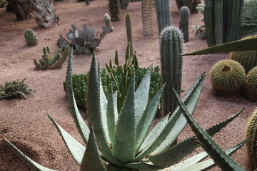 A cluster of tall, spiky cacti stand resiliently in the arid desert, showcasing their unique shapes and vibrant blooms.