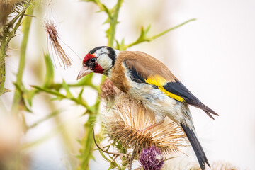 European goldfinch, feeding on the seeds of thistles. Carduelis carduelis.