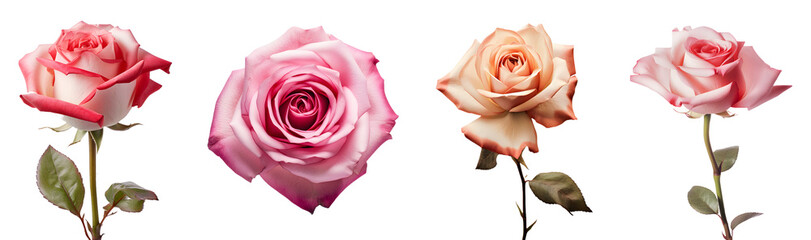 Rose isolated on a transparent PNG background, white background , Generative Ai