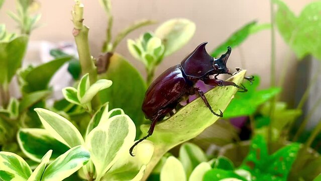 Rhinoceros beetles are herbivorous insects named for the horn-like projections and around the heads