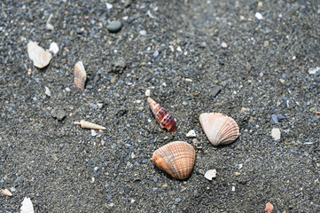 Close-up of shells on the beach