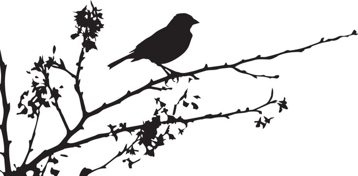 Black Silhouette birds on a tree branch on white background