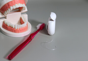 The concept of oral hygiene. Dental models and dental care tools on a gray background.
