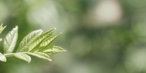Young Green Maple Leaves at Sunlight, green monochrome colored spring natural pattern, outdoors nature minimal scenery, new leaf growth, textured spring foliage, blurred backgrond banner with bokeh
