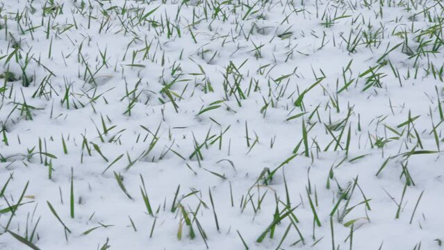 Wheat field covered with snow in winter season.Winter wheat. Green grass,