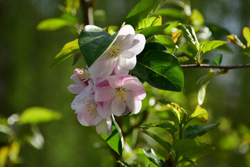 Flower in Yuan Dynasty City Wall Relics Park