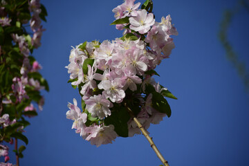 Flower in Yuan Dynasty City Wall Relics Park
