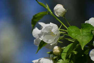 Flower in Yuan Dynasty City Wall Relics Park