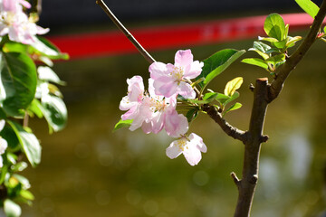 Flower in Yuan Dynasty City Wall Relics Park