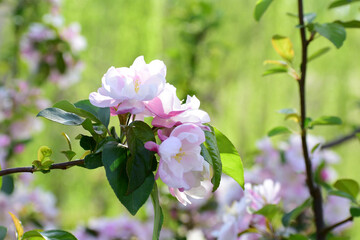 Flower in Yuan Dynasty City Wall Relics Park