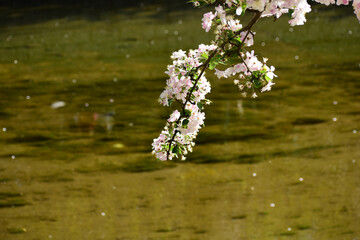 Flower in Yuan Dynasty City Wall Relics Park