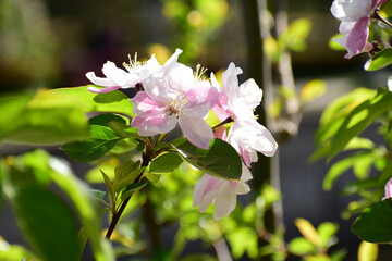 Flower in Yuan Dynasty City Wall Relics Park