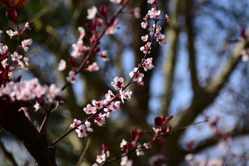 Flower in Yuan Dynasty City Wall Relics Park