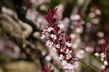 Flower in Yuan Dynasty City Wall Relics Park