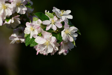 Flower in Yuan Dynasty City Wall Relics Park