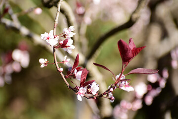 Flower in Yuan Dynasty City Wall Relics Park
