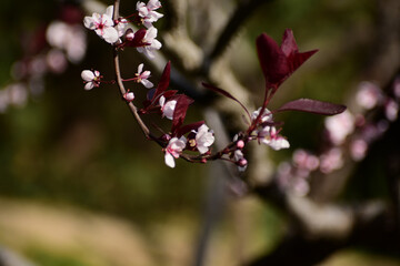 Flower in Yuan Dynasty City Wall Relics Park