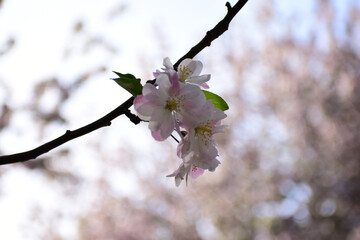 Flower in Yuan Dynasty City Wall Relics Park