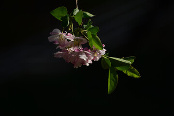 Flower in Yuan Dynasty City Wall Relics Park