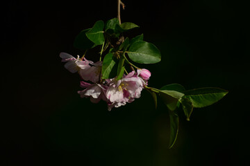 Flower in Yuan Dynasty City Wall Relics Park