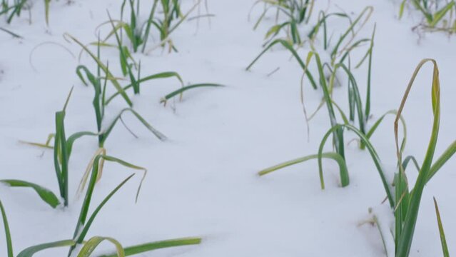 Green garlic sprouts covered with snow in winter season. 