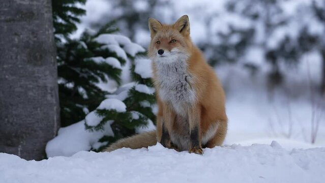 冬のキタキツネ　北海道の野生動物
