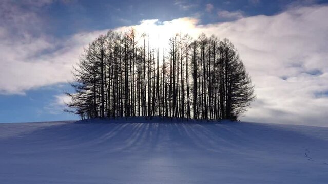 冬のマイルドセブンの丘　北海道・美瑛冬の観光