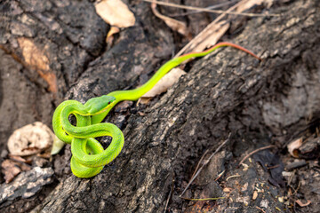 Snake with hemotoxic venom affects the blood system. Guo’s green pit viper (Trimeresurus guoi) have red eyes in Thailand, it can only be found in the northern region, living in forests on mountains.