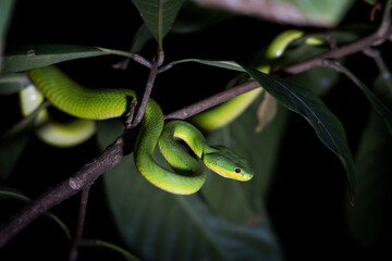 Fototapeta premium Snake with hemotoxic venom affects the blood system. Guo’s green pit viper (Trimeresurus guoi) have red eyes in Thailand, it can only be found in the northern region, living in forests on mountains.