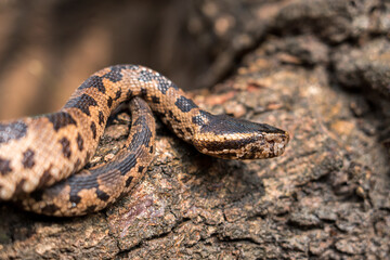 Snake with hemotoxic venom affects the blood system. Himalayan mountain pit viper (Ovophis monticola) found scattered in the high mountain areas in the northern region of Thailand.