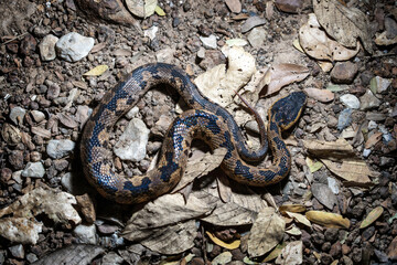Fototapeta premium Snake with hemotoxic venom affects the blood system. Himalayan mountain pit viper (Ovophis monticola) at night. found scattered in the high mountain areas in the northern region of Thailand.