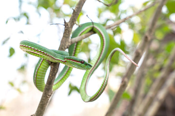 Snake with hemotoxic venom affects the blood system. Lanna green pit viper - Trimeresurus lanna coiled on a branch in a Thailand national park.
