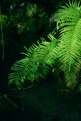 Green fern leaves grow thickly around a fish pond