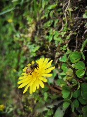 A bee perches on a vibrant yellow flower of Dandelion plant, gathering nectar and adding its touch to nature's beauty.