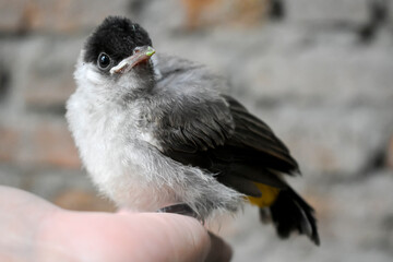 Front side portrait of The sooty-headed bulbul (Pycnonotus aurigaster) Burung Kutilang atau Burung Cangkurileung, animal closeup on hand.