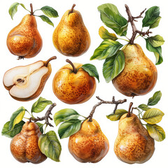 Obraz premium Set of pears, Pears on a branch, Set of branches with delicious ripe pears on white background, Ai generated image
