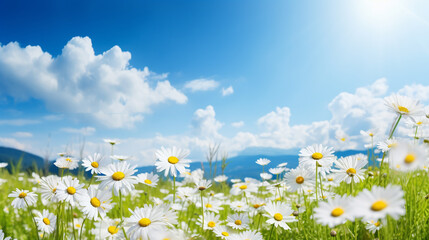 A beautiful sundrenched spring summer meadow Natural colorful panoramic landscape