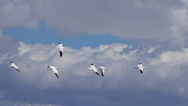 Snow geese flying through the sky as they look to land with snow capped mountains in the background in Utah.