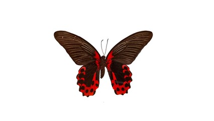 butterfly isolated on white