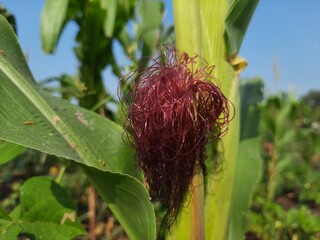 redish silks on corn cob.scene from maize farm
